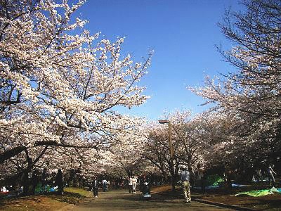 代々木公園の桜