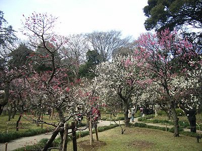 小石川後楽園の梅