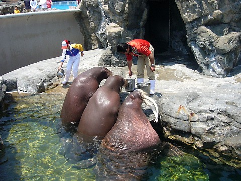 鴨川シーワールドのセイウチ