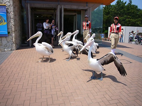 鴨川シーワールドのペリカン